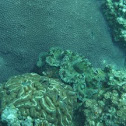 Maxima Clam