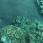 Maxima Clam