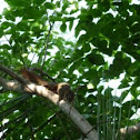 Red squirrel
