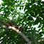 Red squirrel