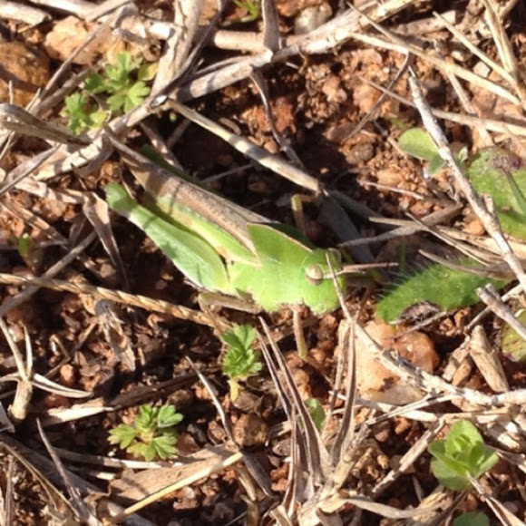 Spotting Image 1