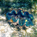 Giant Clam or Gigas Clam