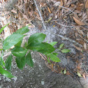 plant
