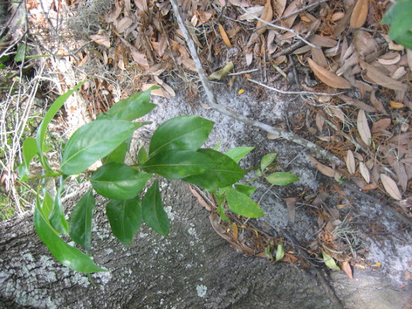 Spotting Image 1