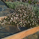 Santa Barbara Dasies