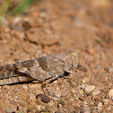 Langosta