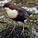 Dipper