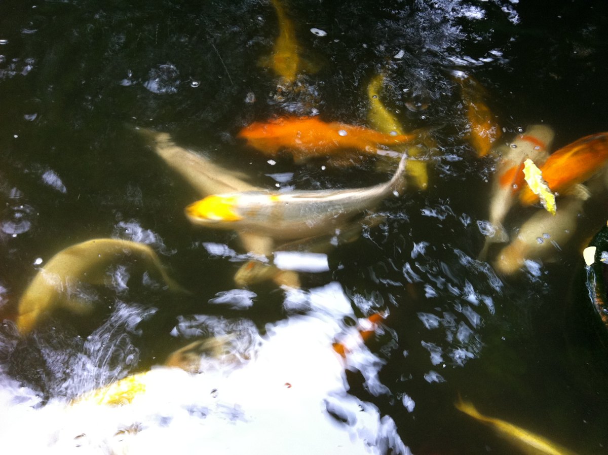 Koi 