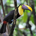 tucan