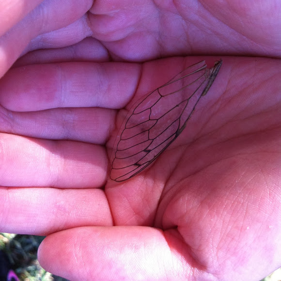 Spotting Image 1