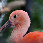 Guará