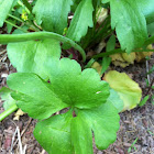 Small-flowered crowfoot