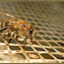 Western honey bee