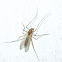 Midge (female)