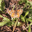 Phaon Crescent