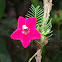 Ipomoea quamoclit