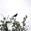 Blue Grosbeak