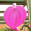 Masdevallia orchid