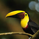 Chestnut Mandibled Toucan