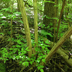 Honeysuckle