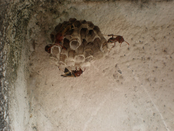 Spotting Image 1