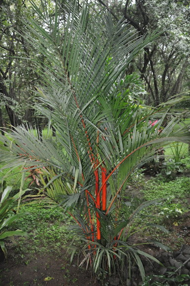 Spotting Image 1