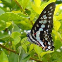 Common jay