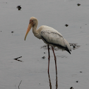 Milky Stork
