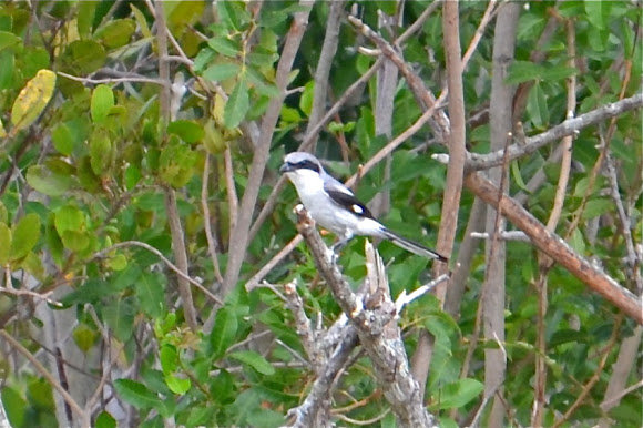 Spotting Image 1