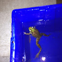 American Bullfrog