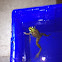 American Bullfrog