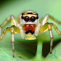 Jumping Spider
