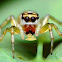 Jumping Spider