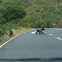 Chacma Baboon
