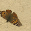Painted Lady Butterfly