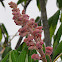 Red Buckeye