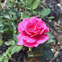 Grandiflora Rose 'Fame'