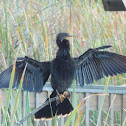 Anhinga