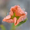 Cape Tulip