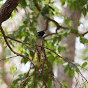 Asian Paradise flycatcher (female)
