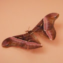 Ailanthus silkmoth