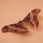 Ailanthus silkmoth