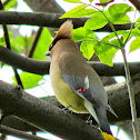Cedar Waxwing
