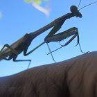Praying Mantis