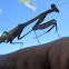 Praying Mantis
