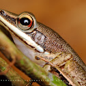 Copper Cheeked Frog