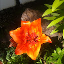 Tiger Lily