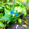 Dayflower