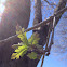 Burr Oak