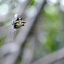 Crablike spiny orb weaver